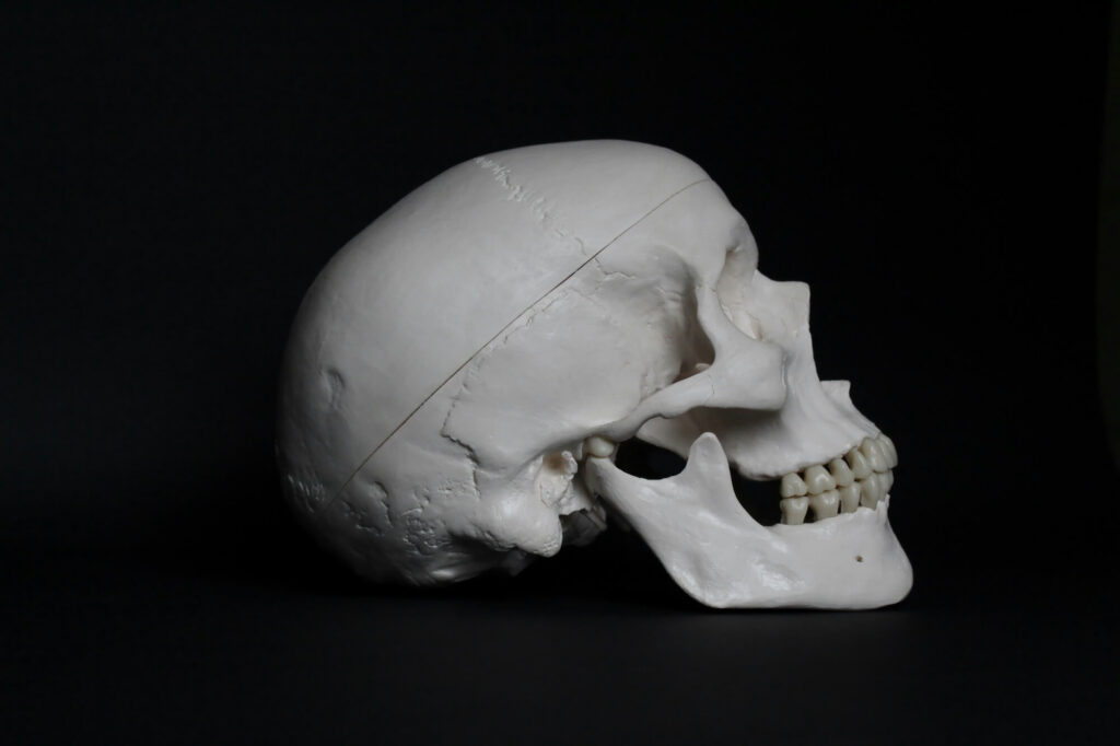 articulación temporomandibular